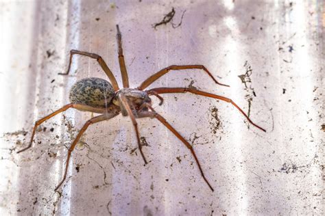 How To Keep Spiders Out Of The House In The Fall Naturally