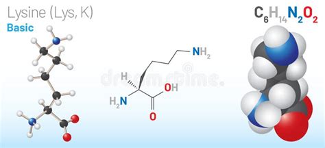 Lysine Lys K Amino Acid Molecule Chemical Formula C6h14n2o2 Stock Vector Illustration Of