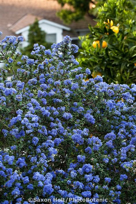 Blue Flowering California Lilac Shrub Ceanothus Julia Phelps In Drought Tolerant Southe