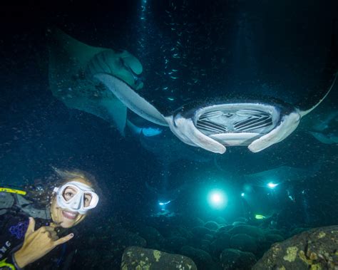 Manta Ray Night Scuba Dive In Kona Hawaii Big Island Divers