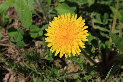 Filegfp Yellow Blooming Dandelion Wikimedia Commons