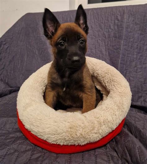 Owczarek Belgijski Malinois FCI Zgierz OLX Pl