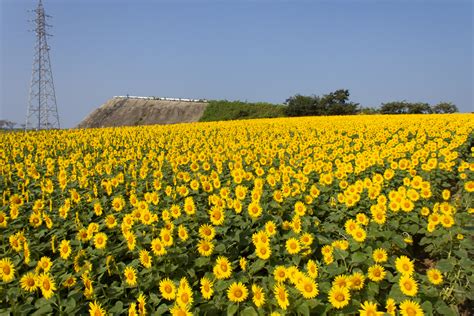 観光農園花ひろば（ひまわり畑）愛知県知多郡南知多町の観光・撮影スポットの名所 東海カメラマップ