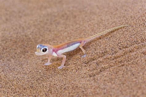 Africa Namibia Palmato Gecko In Namib Desert Stock Photo