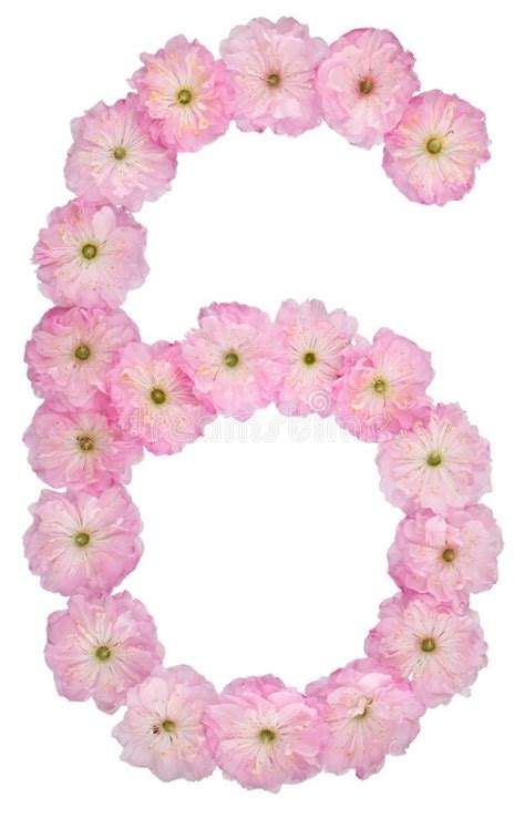 Numeral 6 Seis De Flores Rosadas Naturales De Almendro Aislado Sobre