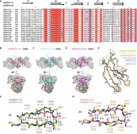 Crystal Structures Of N Terminal Wrky Transcription Factors And Dna