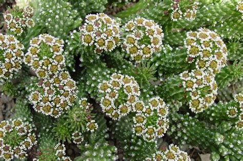 Euphorbia Caput Medusae The Ruth Bancroft Garden Nursery