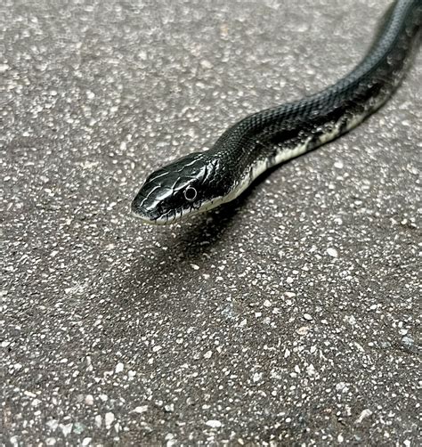 Eastern Gray Ratsnake Complex From Aviation Pkwy Morrisville Nc Us