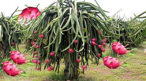 Dragon Fruit Farming Cultivation And Harvesting Youtube