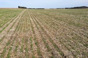 Wisconsin Winter Wheat Disease Update April 15 2015 Integrated