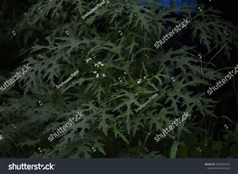 67 Gajar Ghans Plant Images Stock Photos And Vectors Shutterstock