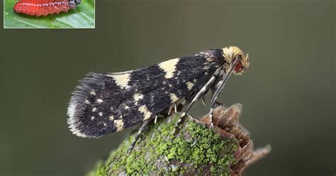 Hereford And Worcester Moths 9 003 Bf136 Raspberry Moth Lampronia Corticella