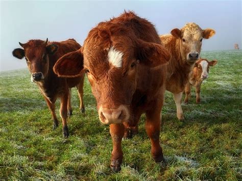 183 best images about Cattle, Oxen, Dairy Cow, Musk Oxen & Takin on ...