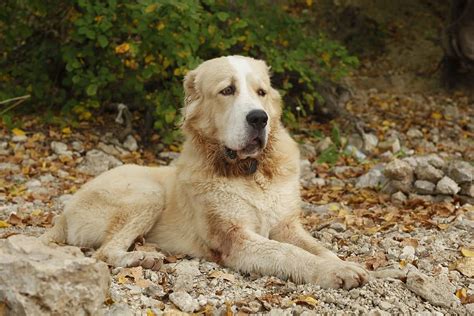 Free Download Hd Wallpaper Dog Alabai Central Asian Shepherd Dog