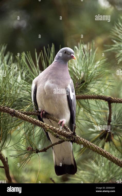 Wood Pigeon Columba Palumbus Adult Standing On Branch Normandy Stock