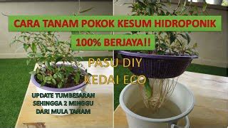 Cara Tanam Daun Kesum Dalam Pasu Cara Tanam Pokok Kesum Paling Senang