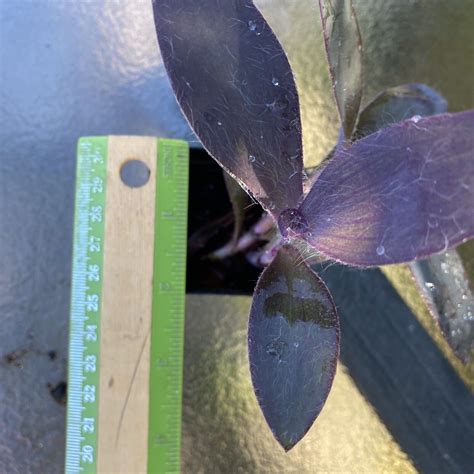 Purple Heart Wandering Jew Tradescantia Pallida Purpurea In Pot Well