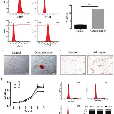 Differentiations Proliferation And Alteration Of Cell Cycle Of Adscs Download Scientific