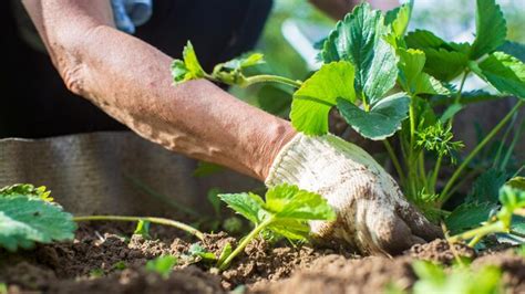 O Agricultor Cuida Das Plantas Na Horta Na Fazenda Conceito De