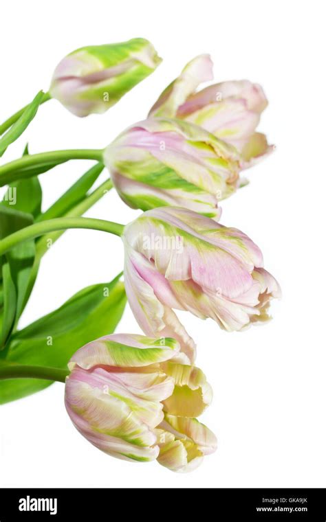 Pink Parrot Tulip On White Background Stock Photo Alamy