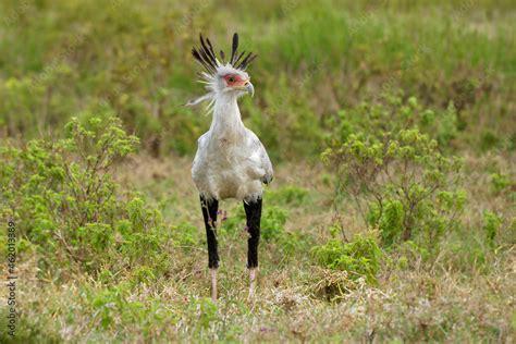 Secretarybird Or Secretary Bird Sagittarius Serpentarius Large