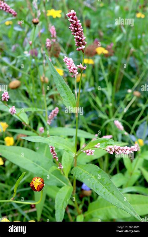 Lesser Knotweed Donald Lowndes Hi Res Stock Photography And Images Alamy