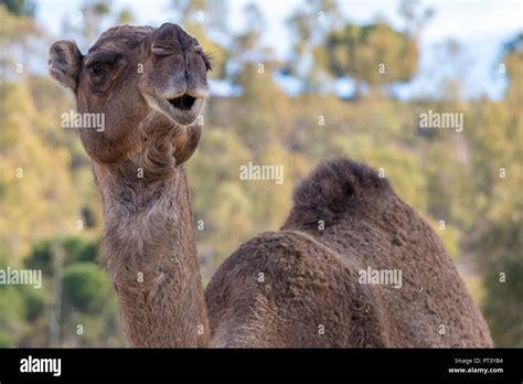 Camel Dromedary Camelus Dromedarius Stock Photo Alamy