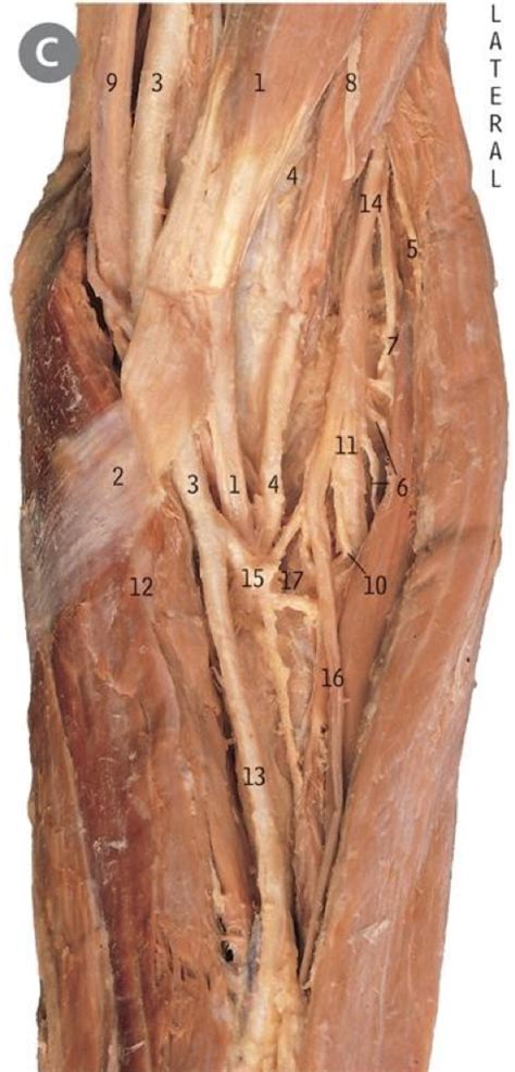 Diagram Of Anterior View Of Left Elbow Quizlet