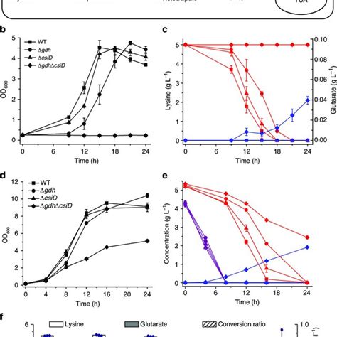 Metabolic Pathways Of Glutarate In P Putida Kt A Analyses Of The