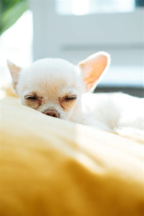 White Chihuahua · Free Stock Photo