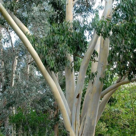 Eucalyptus Planter Et Tailler Ooreka