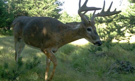 Odd Antlers Causes Of Antler Growth Deformities Beautiful Creatures