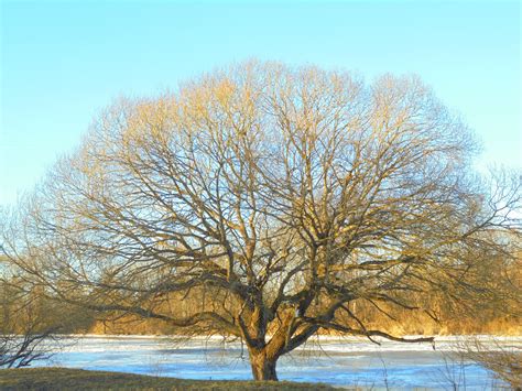 Wallpaper Tree Branch Woody Plant Winter Sky Leaf Morning Snow