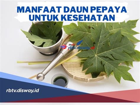 Obat Alami Ini Manfaat Daun Pepaya Untuk Kesehatan Tubuh