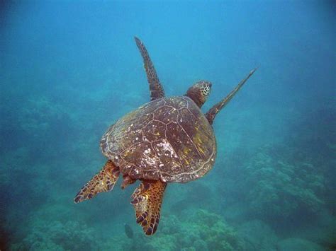 Ocean Animals Underwater