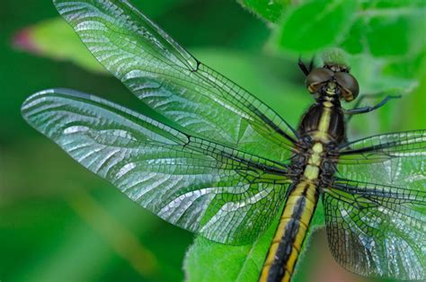 Mandarin Duck: Divine Nature Series: Dragonfly Wings.