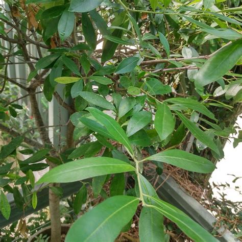 Yerba Mate Ilex Paraguariensis Semillas