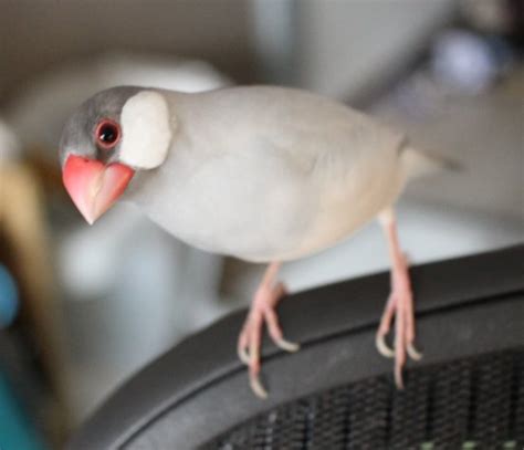 「10月24日は 文鳥 の日ということらしいので飼っていた文鳥ピーコの写真を貼り」しまじ 🐰旧アカ🐰アカウント移行中のイラスト