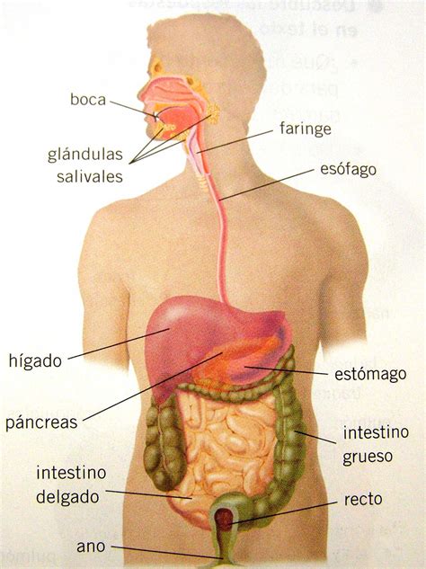 Aparato Digestivo