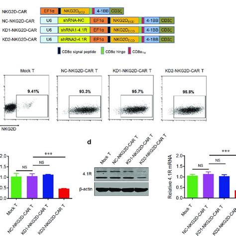 Generation And Characterization Of Nkg2d Car T Cells With 41r