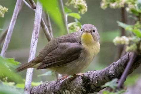 Yes It Has A Yellow Throat Great Bird Pics