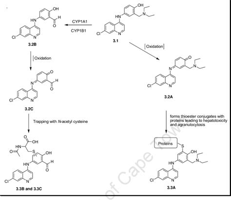 Scheme 3 1 CYP450 Mediated Biotransformation Of Amodiaquine And