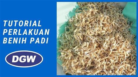 Tutorial Seed Treatment Perlakuan Benih Padi Youtube