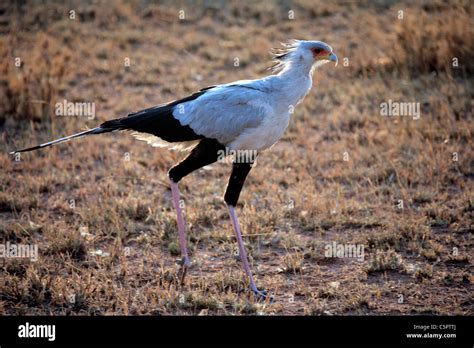 National Bird Of Tanzania Hi Res Stock Photography And Images Alamy