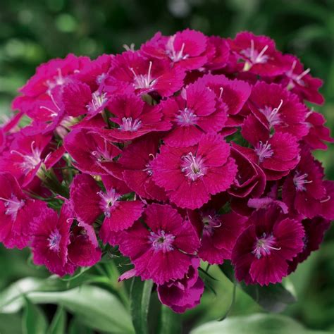 Dianthus Barbatus Barbarini Sweet William From Garden Center Marketing