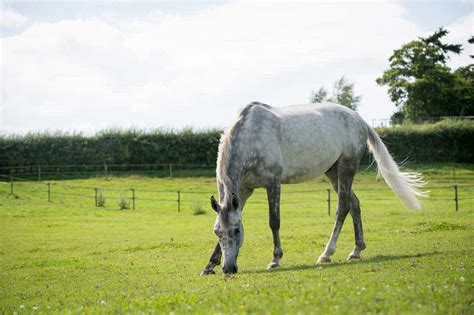 Five things you’ll know if you own a grey horse | Horse and Rider