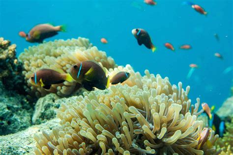 Hikkaduwa Coral Reef Attractions In Galle Ceylon Pages