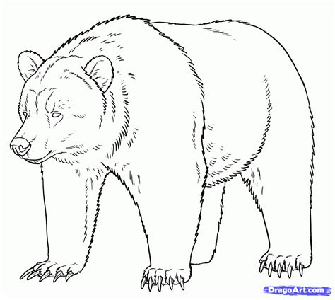 Easy Grizzly Bear Drawing