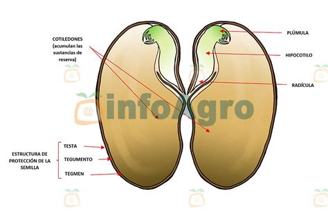 Foto Fig Plantas Dicotiled Neas Estructuras Que Componen La Semilla