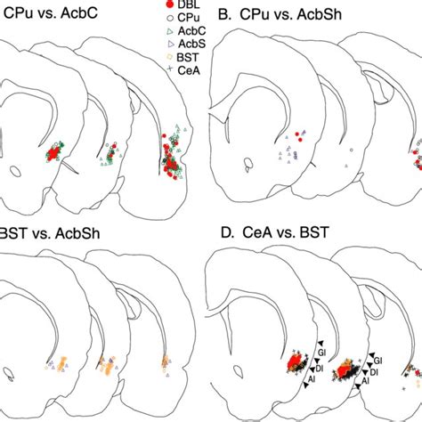 Plots Of Retrograde Labeling In The Insular Cortex At Anterior Middle Download Scientific